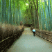 Arashiyama-BambooGrove2.gif