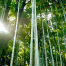Daitokuji-BambooGrove.gif