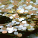 Ginkakuji-coins.gif