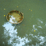 Honenin-Pond2.gif