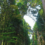 MtHiei-ForestTrees.gif