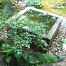 Ryoanji-SmallPond2.gif
