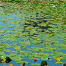 Ryoanji-LotusPond1.gif