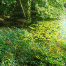 Ryoanji-LotusPond4.gif