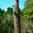 Ryoanji-Tree.gif