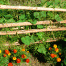 Nara-RoadSide2.gif