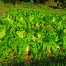 Nara-Vegetables.gif