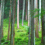 Ginkakuji-Forest2.gif
