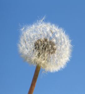 624877_dandelion_2
